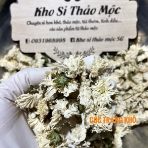 CÚC KHÔ TRẮNG 