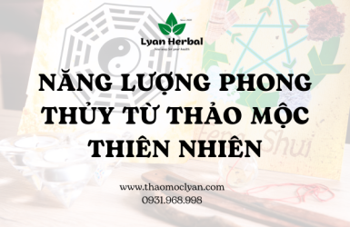 NĂNG LƯỢNG PHONG THỦY TỪ THẢO MỘC