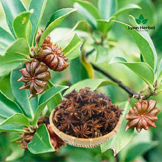 Hoa Hồi khô (Túi 1Kg) Đại Hồi gia vị nấu phở bò, nấu ăn, nấu thuốc Bắc...