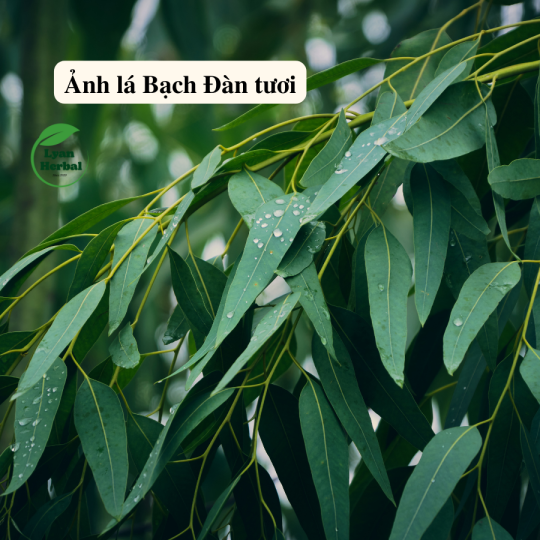 Lá Bạch Đàn Khô (Eucalyptus leaves dried) hàng chuẩn mộc không hóa chất