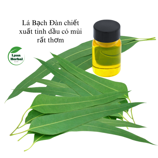 Lá Bạch Đàn Khô (Eucalyptus leaves dried) hàng chuẩn mộc không hóa chất