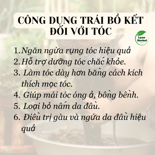 Bồ Kết khô nguyên trái đốt xông nhà tẩy uế trừ tà xả xui phong thủy