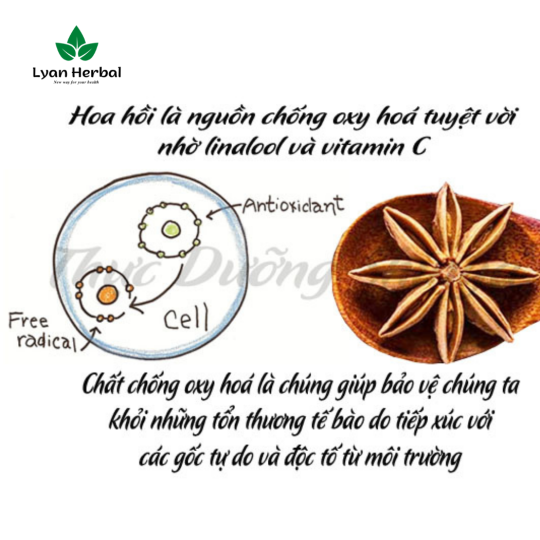 Hoa Hồi khô (Túi 1Kg) Đại Hồi gia vị nấu phở bò, nấu ăn, nấu thuốc Bắc...