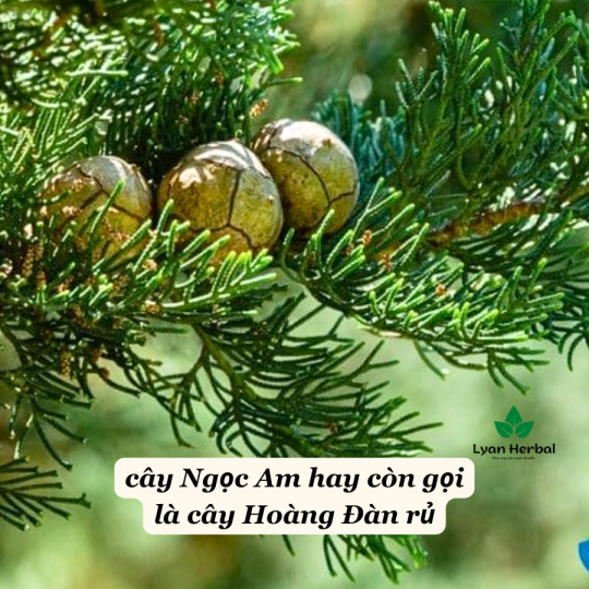 Túi thơm gỗ Ngọc Am (hoàng đàn) từ vụn ngọc am thơm tự nhiên may mắn tài lộc phong thủy