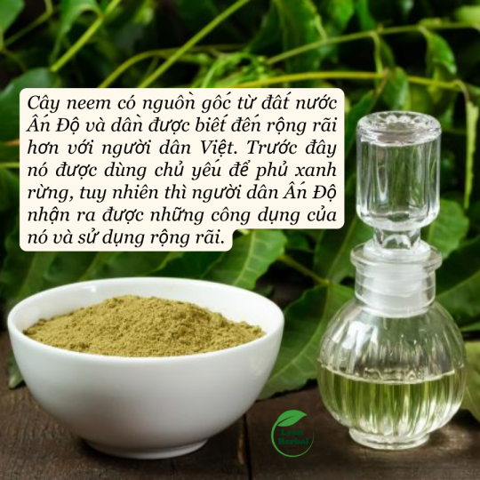 Bột Lá Nem Ấn Độ bột thiên nhiên dùng làm mặt mạ chăm sóc da mặt, tẩy tế bào chết, giảm mụn, giảm thâm dưỡng da