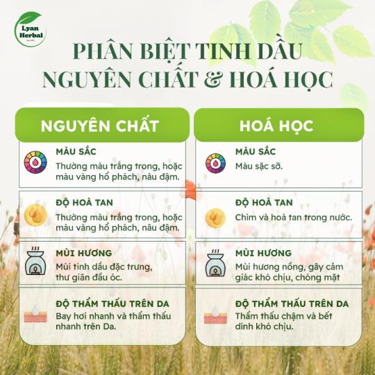 Tinh Dầu Hoa Ngọc Lan Tây - Hoàng Lan ( Ylang Ylang Essential Oil) 15ml, Tinh Dầu Thiên Nhiên cam kết đúng mùi