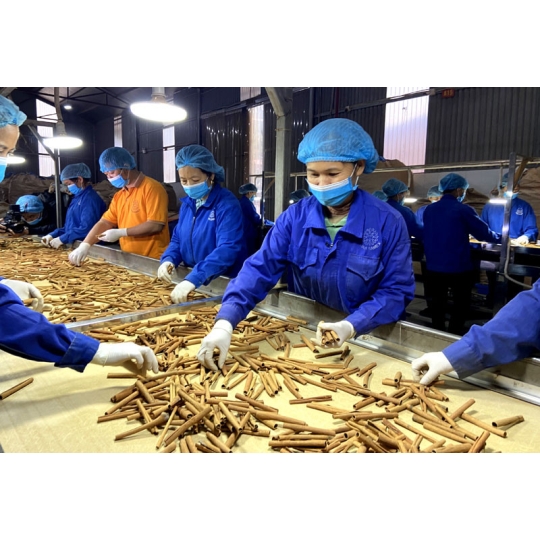 Quế khô sạch vỏ gia vị nấu phở, nấu ăn (túi 1kg) thanh dài 8-10cm 