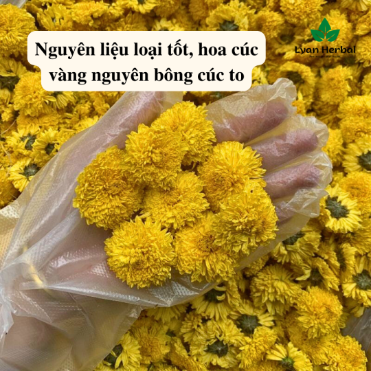 Trà "Dể Ngủ" Cúc Vàng thảo mộc giúp ngủ ngon sâu giấc tốt cho sức khỏe bỏ huyết an thần dưỡng tâm